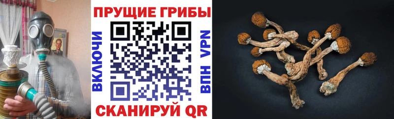 закладки  Аткарск  Псилоцибиновые грибы Cubensis 